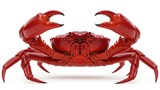 Vibrant red crab isolated on white background, side view, crustacean
