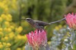 © Jürgen & Christine Sohns/imageBROKER - Cape sugarbird (Promerops cafer), adult, male, on flower, Protea, alert, Kirstenbosch Botanic Gardens, Cape Town, South Africa