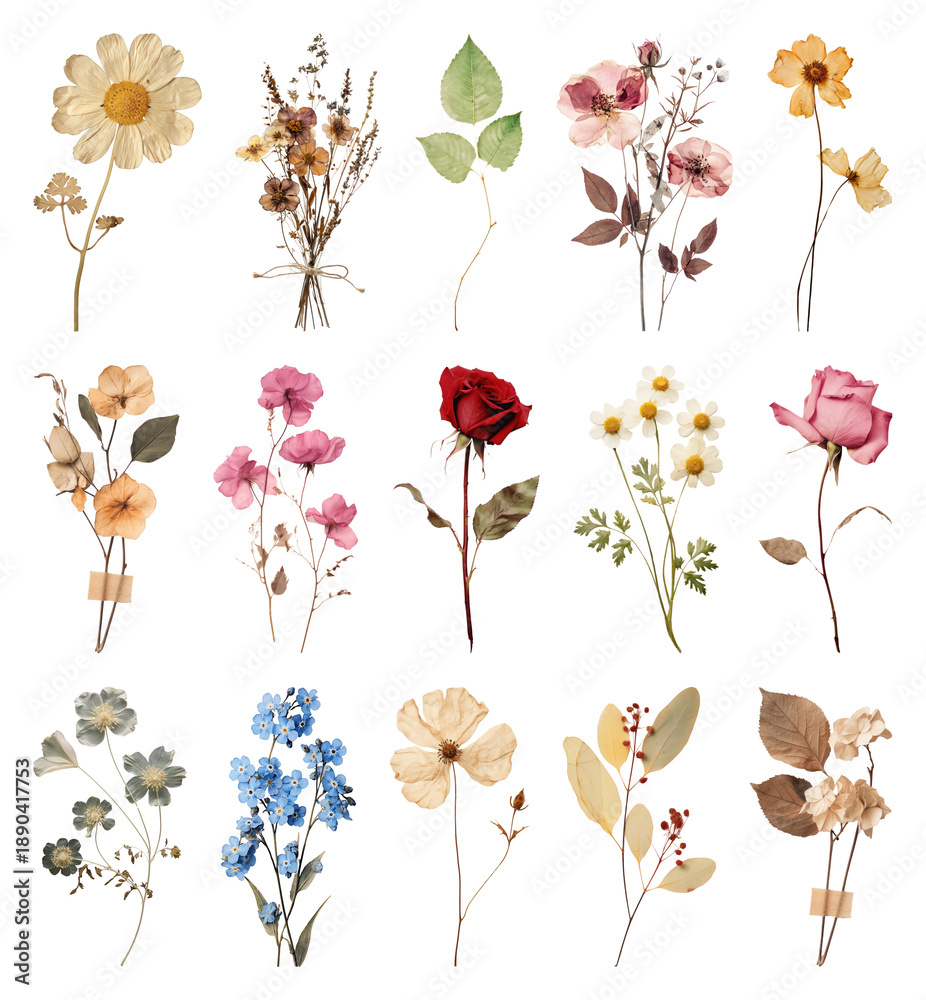 PNG Assorted dried flowers collection, transparent background
