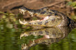 © David W Shaw - A Yacare Caiman reflected in the still water of the Pantanal, the world's largest tropical wetland in Mato Grosso, Brazil.