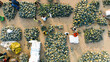 © AmazingAerialAgency - Aerial view of a bustling marketplace with piles of green produce contrasting with the sandy ground and the vibrant colors of the people, Shibganj, Rajshahi Division, Bangladesh.