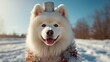 © Tetiana - Festive Samoyed dog with a sparkly hat and Christmas decorations in a snowy field.