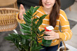 © New Africa - Woman spraying beautiful potted houseplant with water at home, closeup