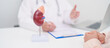 © Jo Panuwat D - Elderly Patient consultation with doctor for Kidney disease, Urinary system and Stones, Cancer, world kidney day, Chronic kidney, Urology, Nephritis, Renal, Transplant and medical healthcare concept