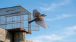 © weerasak - Bird flight freedom sky cage bluebird escape wing nature outdoor bird flight freedom sky cage bluebird escape wing nature outdoor concept wooden
