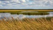 © Ehtisham - Golden marsh grass sways in the breeze across a tranquil wetland with a blue sky and fluffy clouds.