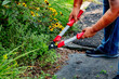 © Jeanne Sager Photo - Close-up of hands using bright red garden shears to trim overgrown vegetation along concrete walkway. Captures yard maintenance, showing contrast between wild growth and manicured landscaping.