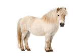 Cream colored Shetland pony with long mane standing side profile studio portrait photograph, isolated on a transparent background
