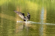 © Luiz Leite - Bigá, pássaro aquático voando sobre a água de um lago.