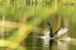 © Luiz Leite - Bigá, pássaro aquático voando sobre a água de um lago.