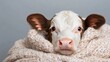 © Larisa AI - A cute calf wrapped snugly in a fluffy, beige blanket, displaying wide, innocent eyes that evoke feelings of warmth and tenderness, perfect for animal lovers and compassion.