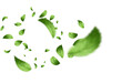 © wittaya - Green leaves flying swirling motion background herbal product advertising Fresh organic leaf scattered  motion blur High resolution isolated image for nature marketing