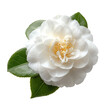 © adri - Close-up of a pristine white camellia flower, with delicate, overlapping petals, and a yellow center.  Two vibrant green leaves frame the flower.  Perfect for a floral design or background