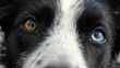 © Anastasiia - Close-up of a black-and-white dog with heterochromia: one amber eye and one blue eye. Concept Close-up dog portrait, Black-and-white coat, Heterochromia eyes, Amber and blue gaze