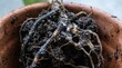 © Marina - Close-up of root rot on potted plant