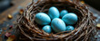 © cabado - Huevos azules moteados en nido de ramitas sobre superficie rústica de madera. Decoración primaveral, orgánico, naturaleza, banner de primavera, festivo, colorido, temporada, celebración de Pascua.