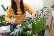 © New Africa - Woman spraying beautiful houseplant with water indoors, closeup