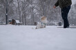 © Nataliia - Small dog training with owner in snowy winter park