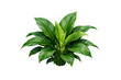© Krtola  - Spathiphyllum peace lily plant with lush green leaves thriving, providing natural beauty on transparent background