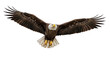 © Maria - Majestic bald eagle flying PNG isolated on transparent background, powerful bird of prey with outstretched wings for wildlife and nature designs