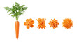 © mamo studios - Top view of a fresh whole orange carrot with green leaves, alongside neat piles of chopped, sliced, diced, and shredded carrots, isolated on transparent background.
