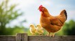 © twilight mist - Mature fowl stands beside young offspring atop a weathered wooden barrier under bright daylight