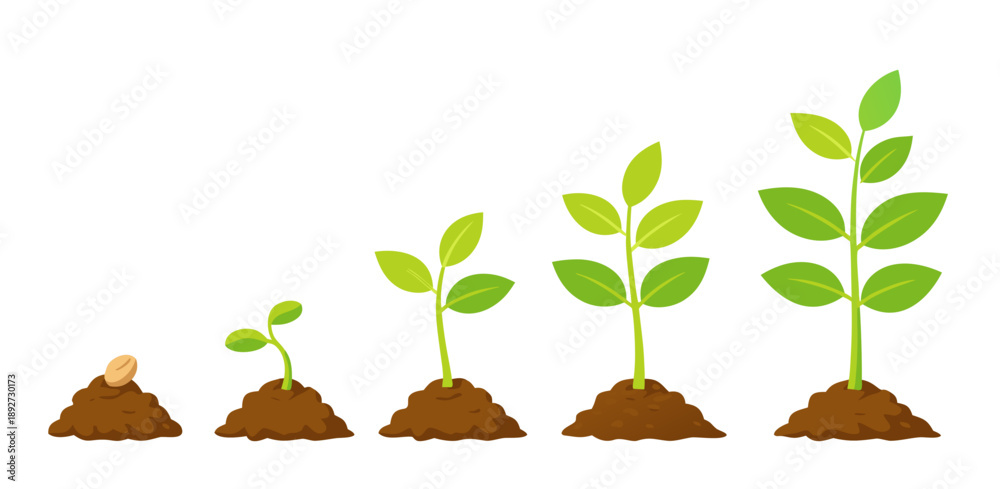 Leaf Timeline Growth stages illustration from seed to sprout and young plant, leaves ...