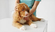 © Ievgen Skrypko - Red Nova Scotia Duck Tolling Retriever Puppy At The Vet Clinic For An Examination