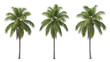 © Foyez Ullah - Coconut Palm Tree Trio Realistic On Isolated Transparent Background