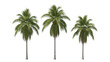 © Foyez Ullah - Tropical Palm Trees Set On Isolated Transparent Background