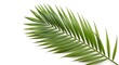 © Throm-Ka - Palm leaf on a white background symbolizing Palm Sunday