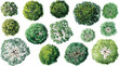 © Pixel Park - Collection of watercolor view trees diverse green foliage and brown branches overhead aerial