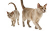 © DigitalDreamScapes - Curious pair of european burmese cat walking together. beautiful purebred pet feline have lovely lilac fur and an alert expression isolated on transparency background