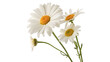 © Ivan - White daisies with yellow centers grow in a bunch showing vibrant details and natural beauty isolated on transparent background cut out