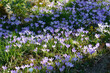 © nahhan - A field of hundreds of small, wild purple crocus flowers blooming amidst green grass and mossy rocks in the bright sunlight of early spring
