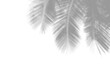 © Buffstock - Shadow of palm leaves isolated on white