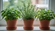 © Asawin - Fresh herbs in pots sitting on a windowsill, with natural sunlight and vibrant green foliage