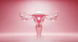 © Taniana Fomina - Transparent uterus model in pink color on soft illuminated background