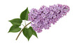 © Lysander - Isolated lilac blossom twig against white, romantic lavender colored spring bouquet with leaves