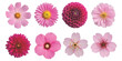 ©  creative  marlia - A selection of pink and red flowers isolated on a white background, showcasing various species