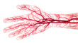 © Muhammad - Detailed transparent illustration of human hand showing veins and arteries