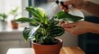 © Roovi - Close-up of misting a beautiful houseplant in a pot during indoor plant care.