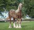 © Mark J. Barrett - juvenile male Gypsy Vanner Horse weanling colt stands in grass field
