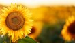 © Janet - sunflower on blurred sunny nature background horizontal agriculture summer banner with sunflowers field organic food production harvest of farm product oilseed crop copy space for text