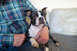 © Christine Bird - Boston Terrier dog sitting on a sofa being cuddled by a senior man. The man is wearing a chequed shirt. the sofa has a dog cover protector.