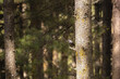 © Travel 'n' Lifestyle - View of a solitary bird perched on a rough-textured tree trunk amidst a dense forest of green pines, bathed in dappled sunlight, Phobjikha Valley, Bhutan.