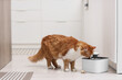 © Pixel-Shot - Cute fluffy cat drinking from water fountain in kitchen