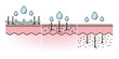 © Mosterpiece - Comparison of molecular weight hyaluronic acid flat icon illustration. High, medium and low molecular HA, stay on surface skin and through deep in skin layer. Infographic of skin absorption concept.