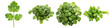 © Feroz Qazi - high-quality photograph of fresh green cilantro, showcasing individual leaves and various bunches, isolated on a clean transparent background.