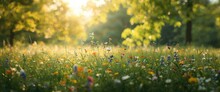 Beautiful natural scenery featuring an abstract meadow and flowers